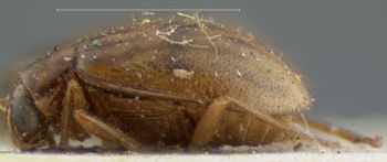 Media type: image; Entomology 18475   Aspect: habitus lateral view